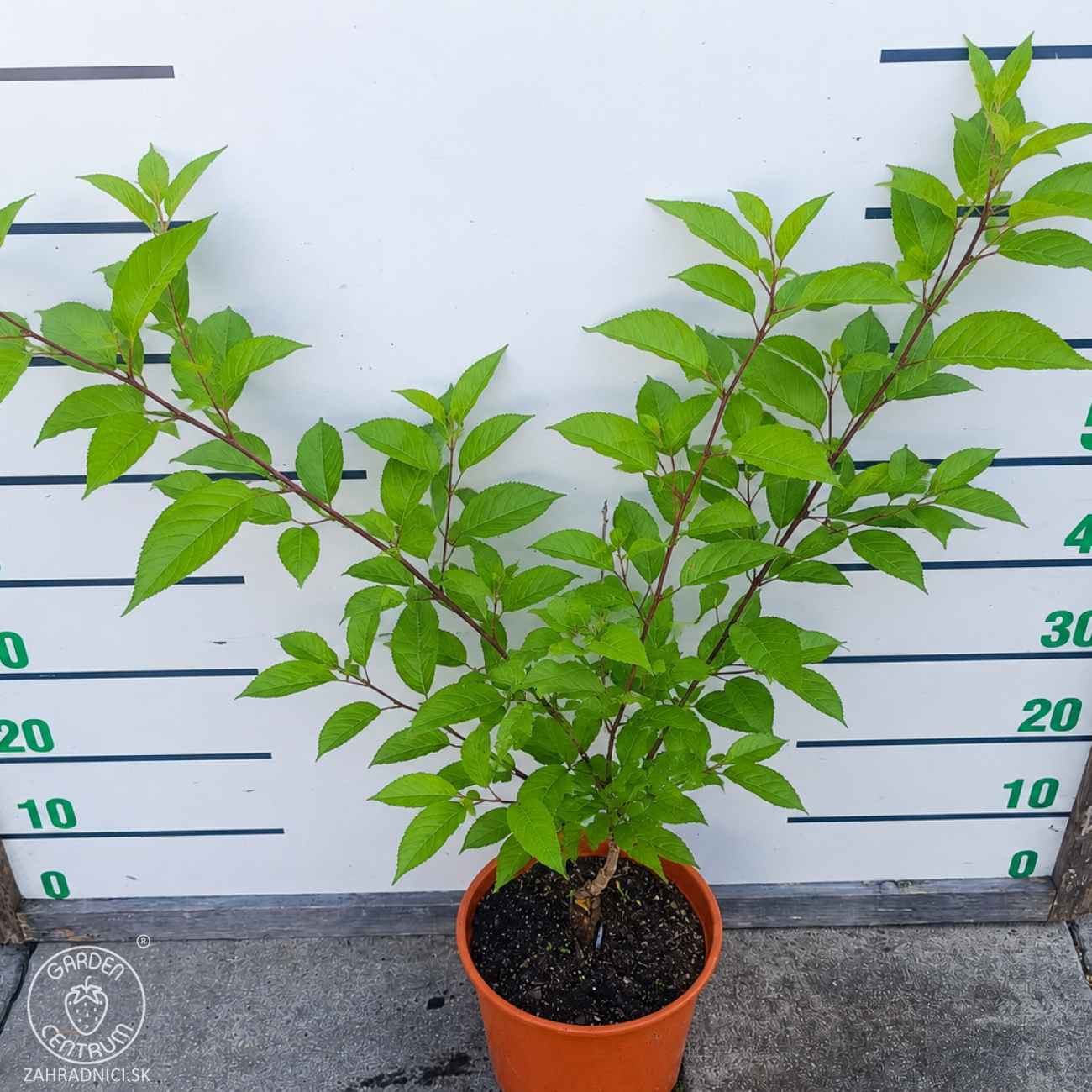 Obrázok Sakura ozdobná (Prunus serrulata) ´KANZAN´ - výška 70-90 cm, kont. C5L -KRÍK
